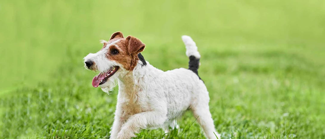 Fox Terrier