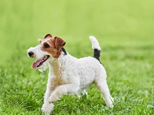 Fox Terrier