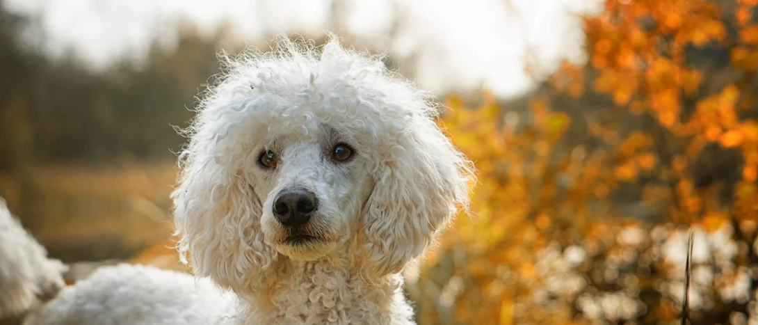 Caniche