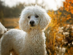 Caniche
