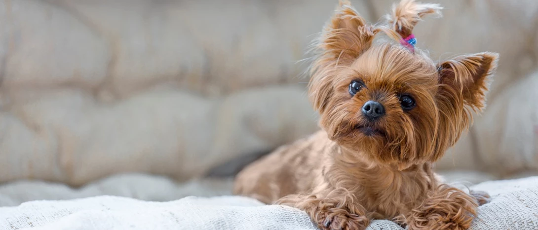 raças de cães pequenos