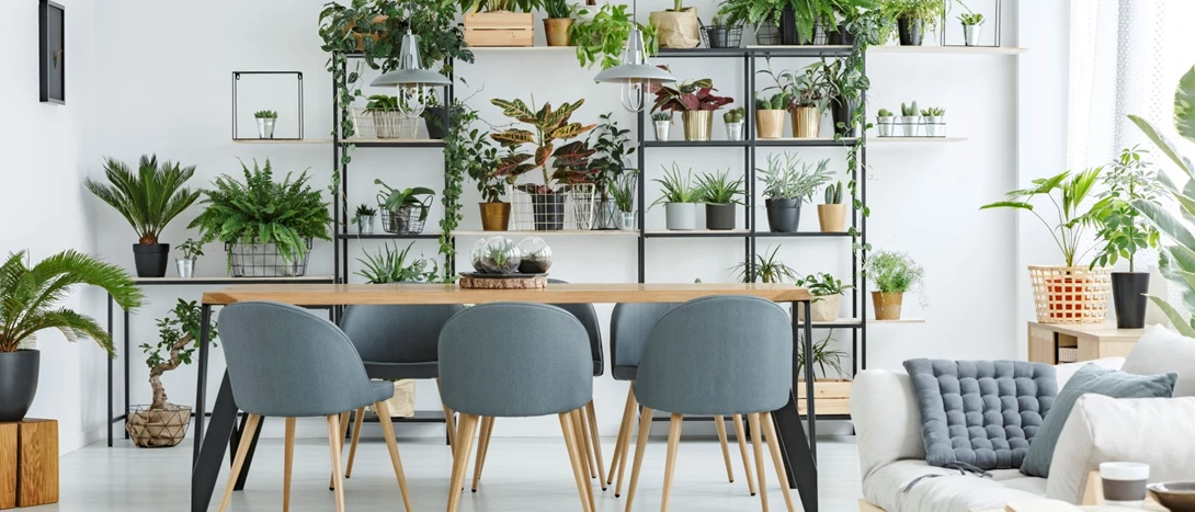 plantas de interior