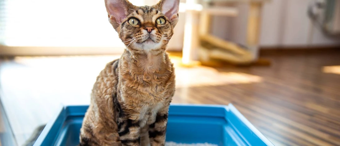 Qual a melhor areia para gatos