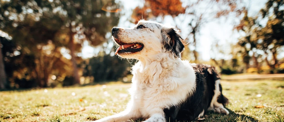 raças de cães grandes