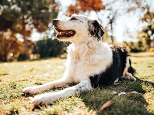 raças de cães grandes