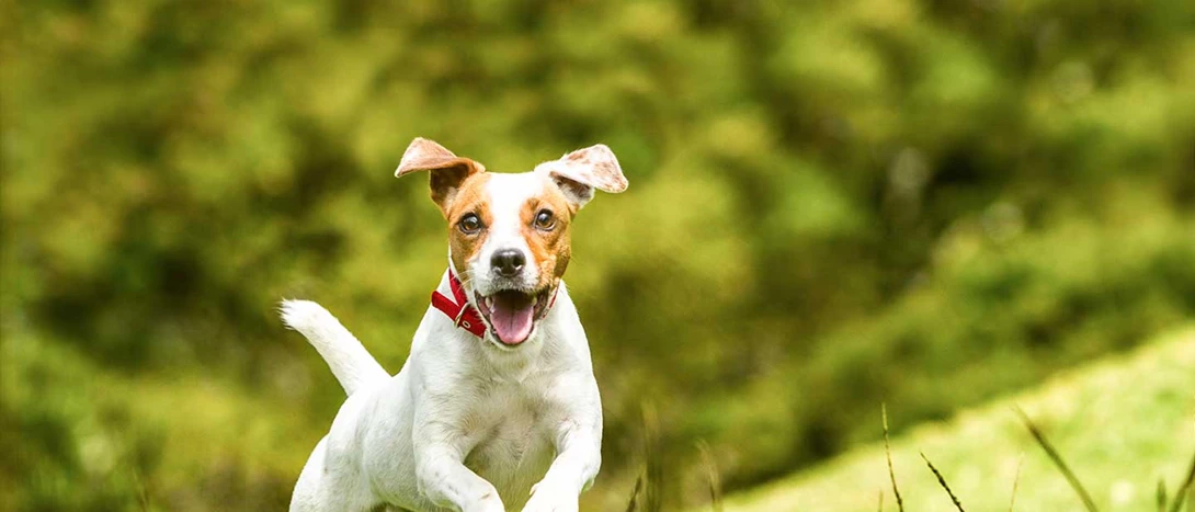 Jack Russell Terrier