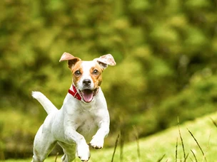 Jack Russell Terrier