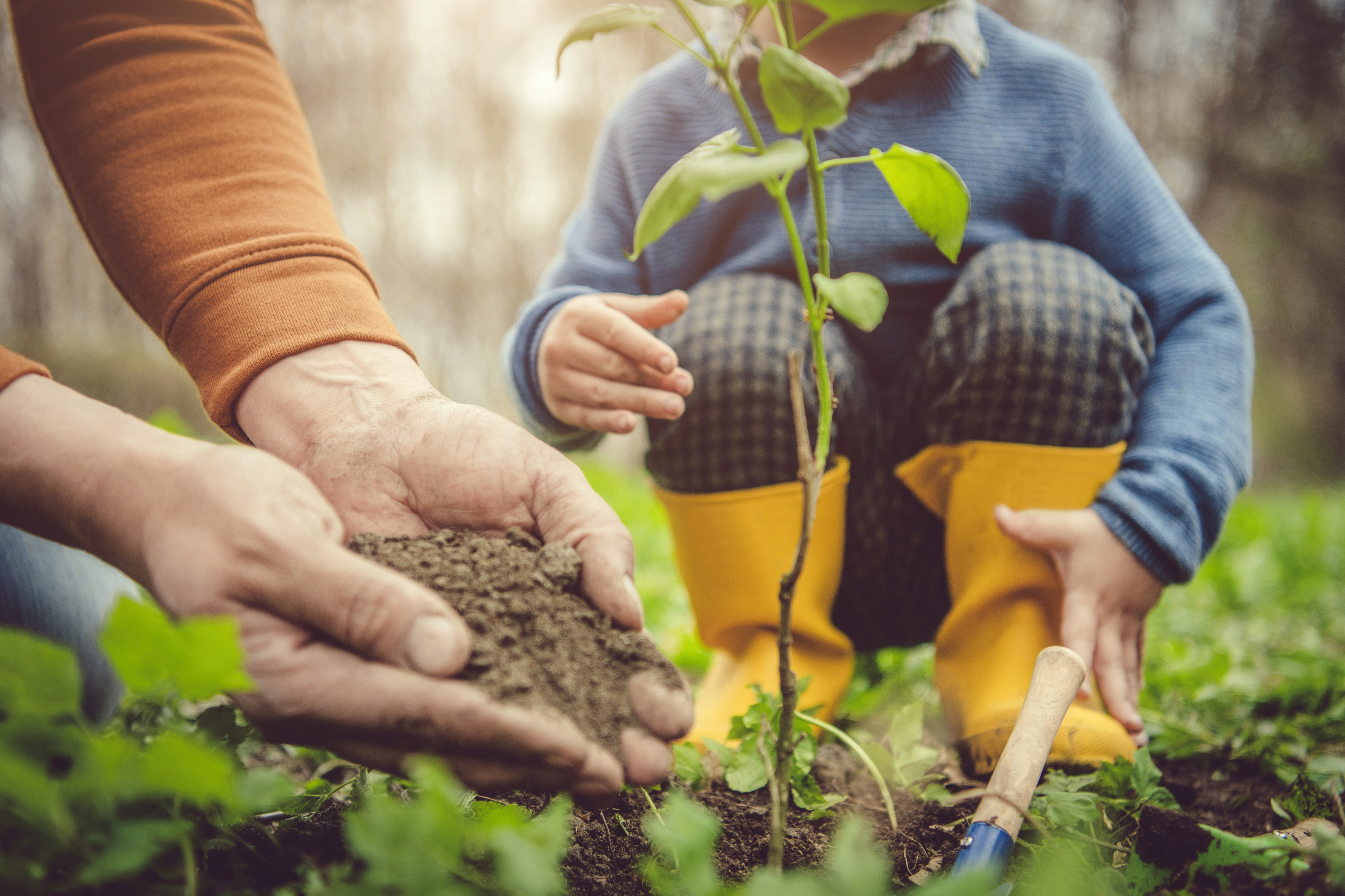 pessoas a plantar uma planta