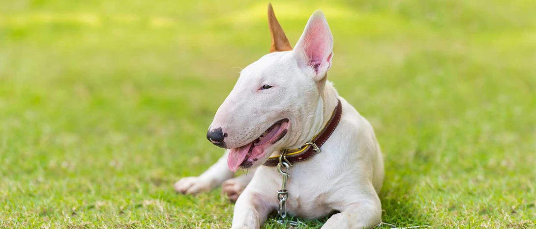 Bull Terrier