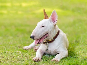 Bull Terrier