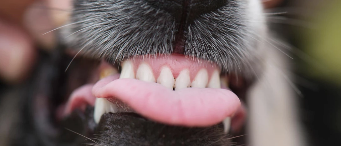 Tártaro em Cães: como evitar e tratamento