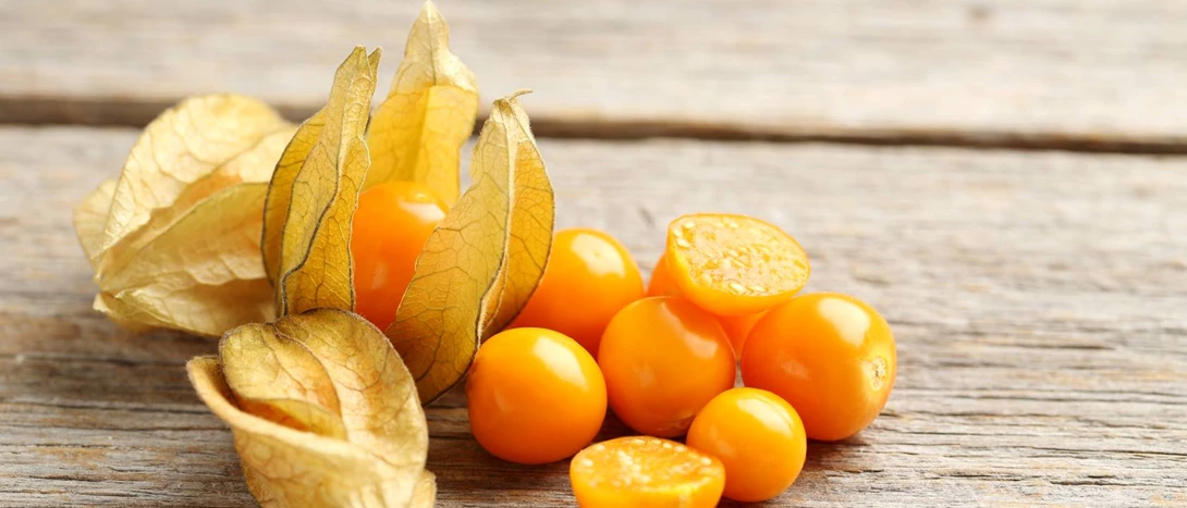 Physalis ou fisális