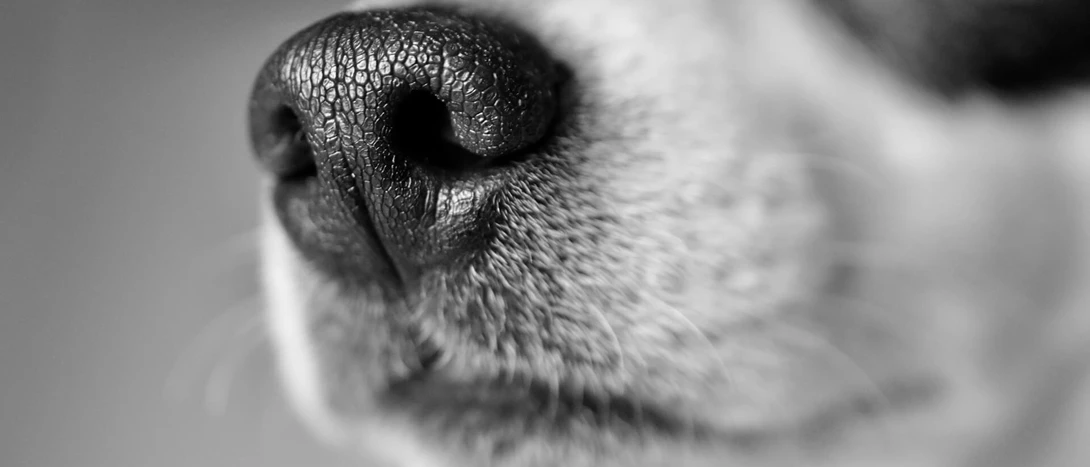 Como medir a temperatura dos cães