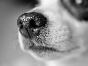 Como medir a temperatura dos cães